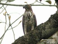 Wallace's Hawk Eagle - Spizaetus nanus