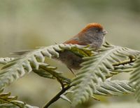 Ashy-throated Parrotbill - Paradoxornis alphonsianus