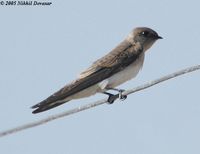 Plain Martin - Riparia paludicola