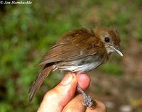 Sumba Flycatcher - Ficedula harterti