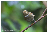 Rufous-bellied Niltava - Niltava sundara