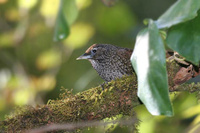 Chevron-breasted Babbler - Sphenocichla roberti