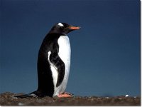 Gentoo Penguin - Pygoscelis papua