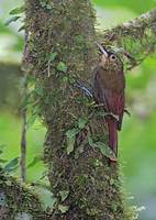 Spotted Woodcreeper (Xiphorhynchus erythropygius) photo