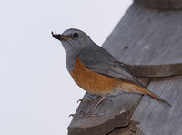 Benson's Rock-Thrush (Pseudocossyphus bensoni) photo