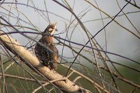 Crested Bobwhite - Colinus cristatus