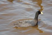 White-winged Coot - Fulica leucoptera