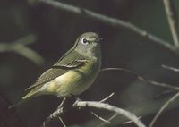 Cassin's Vireo (Vireo cassinii) photo