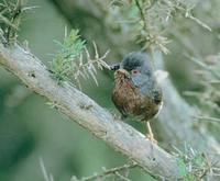 Dartford Warbler (Sylvia undata) photo