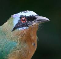 Blue-crowned Motmot (Momotus momota) photo