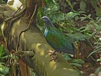 Nicobar Pigeon - Caloenas nicobarica