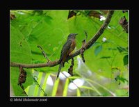 Brush Cuckoo - Cacomantis variolosus