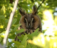 Northern Long-eared Owl - Asio otus
