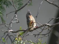 White-backed Mousebird - Colius colius