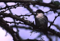 Striped Kingfisher - Halcyon chelicuti