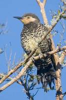 Chilean Flicker - Colaptes pitius