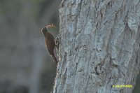 Red-billed Scythebill - Campylorhamphus trochilirostris