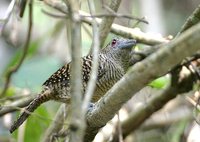 Fasciated Antshrike - Cymbilaimus lineatus