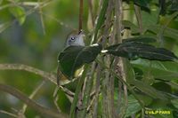 Plain Antvireo - Dysithamnus mentalis