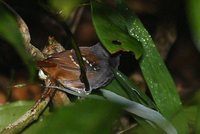 Southern Chestnut-tailed Antbird - Myrmeciza hemimelaena