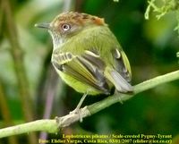 Scale-crested Pygmy-Tyrant - Lophotriccus pileatus