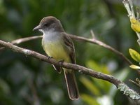 Short-crested Flycatcher - Myiarchus ferox