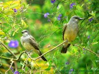 Cassin's Kingbird - Tyrannus vociferans