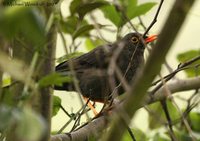 Great Thrush - Turdus fuscater