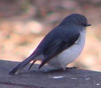 White-breasted Robin - Eopsaltria georgiana