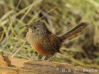 Dusky Grasswren - Amytornis purnelli