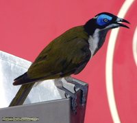 Blue-faced Honeyeater - Entomyzon cyanotis