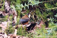 Eastern Spinebill - Acanthorhynchus tenuirostris