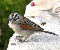 Cape Bunting - Emberiza capensis