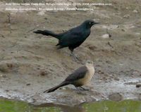 Nicaraguan Grackle - Quiscalus nicaraguensis