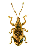 Anosimus decoratus - 다리가시뭉뚝바구미