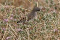 Whitethroat