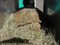 African Spurred Tortoise, Geochelone sulcata