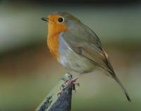 * European Robin