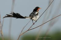 *NEW* Strange-tailed Tyrant (male, gulping)