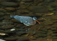 Sunbittern   