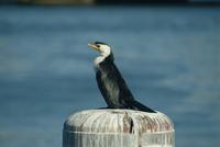 Little Pied Cormorant