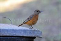 Cape rock thrush (Monticola rupestris)