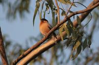 Bramhiny Myna at Kavdi