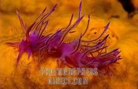 Sea slug , Flabellina affinis , Mediterranean Sea stock photo