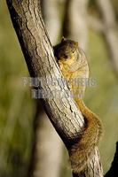 Squirrel in a tree ( American Red Tamiasciurus hudsonicus ) stock photo