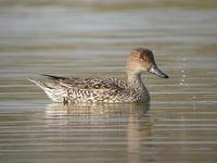 pintail(母)