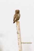 Little owl (eastern race) C20D 03388.jpg