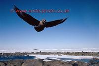 FT0166-00: Attack from a South Polar Skua, Catharacta mccormicki, in flight. Antarctica