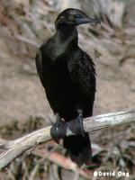 Little Black Cormorant