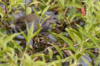 Purple Swamphen (immature)